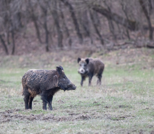 Gestione del cinghiale in Lombardia, interrogazione alla giunta Gestione del cinghiale in Lombardia: due cinghiali nel bosco