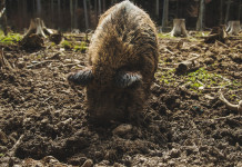 Gestione del cinghiale, le proposte delle Regioni Gestione del cinghiale: cinghiale rooting
