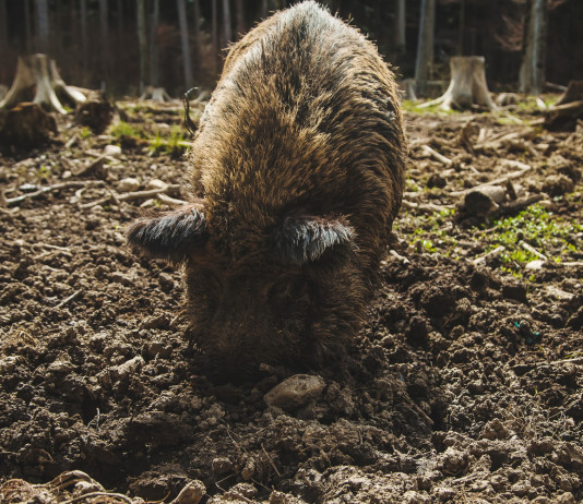 Gestione del cinghiale, le proposte delle Regioni Gestione del cinghiale: cinghiale rooting