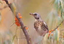 Key concept per la migratoria, animalisti contro Cingolani Key concept per la migratoria: cesena su un albero