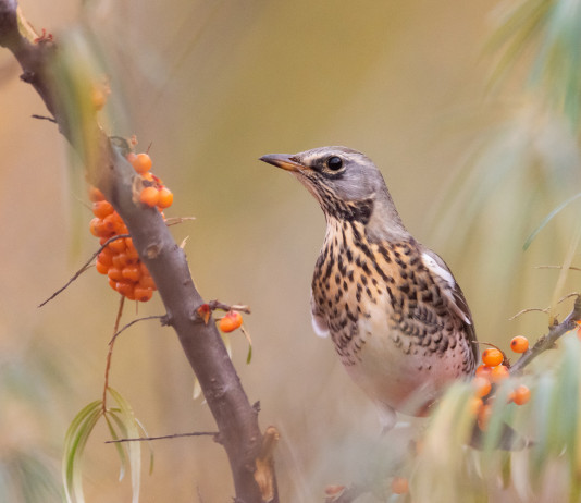 Key concept per la migratoria, animalisti contro Cingolani Key concept per la migratoria: cesena su un albero
