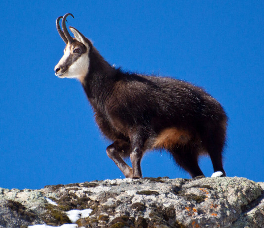 Legge sulla caccia in Friuli Venezia Giulia, approvate modifiche Legge sulla caccia in Friuli Venezia Giulia: camoscio in montagna