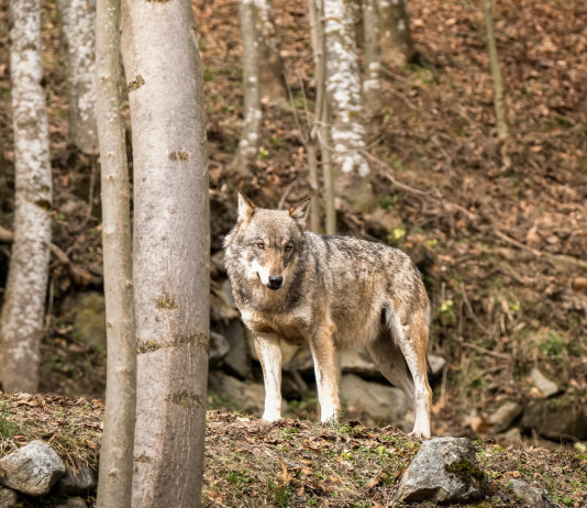 Lupo in Italia, ecco i dati Lupo in Italia