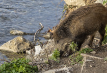 Peste suina africana, Coldiretti chiede piano nazionale d’abbattimento Peste suina africana, Coldiretti chiede piano nazionale d’abbattimento
