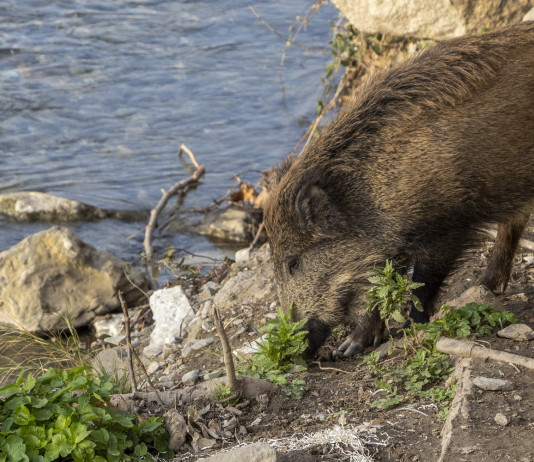Peste suina africana, Coldiretti chiede piano nazionale d’abbattimento Peste suina africana, Coldiretti chiede piano nazionale d’abbattimento