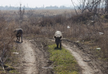Peste suina africana a Roma: Fidc pronta a mobilitarsi Peste suina africana a Roma: due cinghiali alla periferia della città