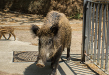 Peste suina africana a Roma, le prime decisioni Peste suina africana a Roma: cinghiale in città