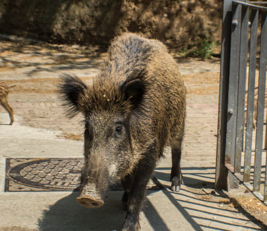 Peste suina africana a Roma, le prime decisioni Peste suina africana a Roma: cinghiale in città