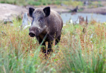 Peste suina africana a Roma, l’ordinanza della Regione Peste suina africana a Roma: cinghiale in ambiente urbano
