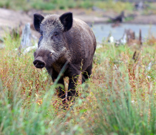 Peste suina africana a Roma, l’ordinanza della Regione Peste suina africana a Roma: cinghiale in ambiente urbano