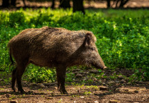 Peste suina africana, le prossime misure Peste suina africana: cinghiale in ambiente naturale