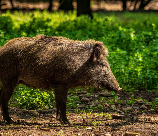 Peste suina africana, le prossime misure Peste suina africana: cinghiale in ambiente naturale