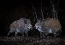 Peste suina africana, le richieste della Federcaccia Peste suina africana: due cinghiali di notte