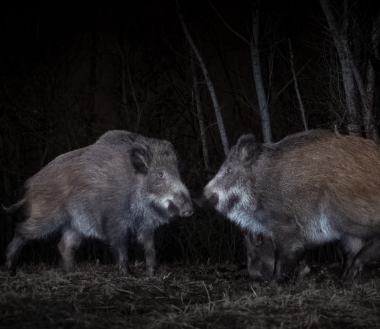 Peste suina africana, le richieste della Federcaccia Peste suina africana: due cinghiali di notte