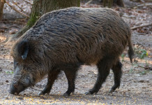 Peste suina africana, l’Oipa contro i cacciatori Peste suina africana: cinghiale nella foresta