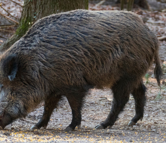 Peste suina africana, l’Oipa contro i cacciatori Peste suina africana: cinghiale nella foresta