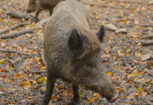 Peste suina africana, un caso fuori dalla zona rossa Peste suina africana: cinghiale nel bosco