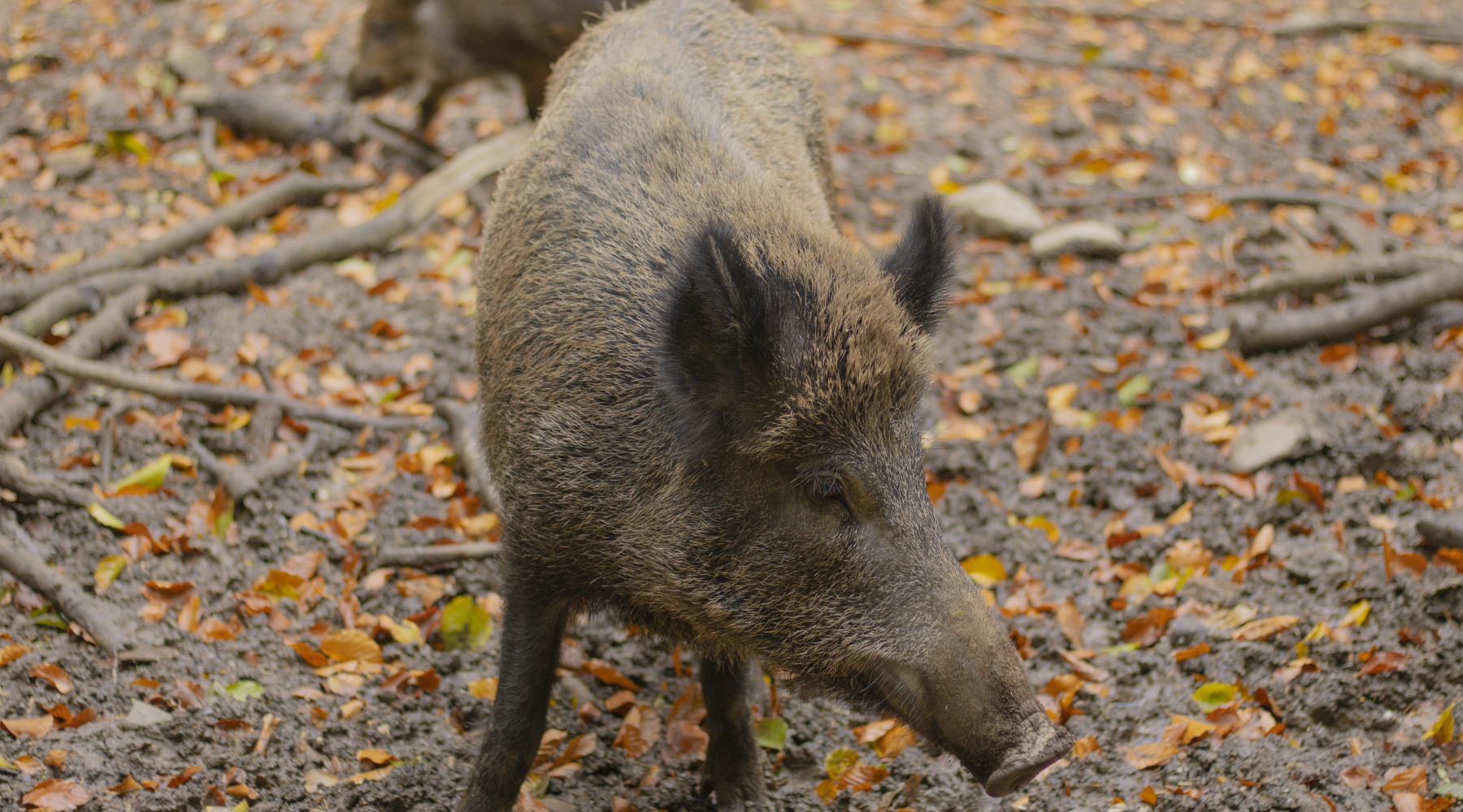 Peste suina africana, un caso fuori dalla zona rossa Peste suina africana: cinghiale nel bosco
