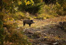 Peste suina africana, un mese per gli abbattimenti Peste suina africana: due cinghiali nella foresta