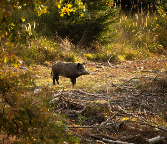 Peste suina africana, un mese per gli abbattimenti Peste suina africana: due cinghiali nella foresta