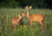 Popolazioni di capriolo: il trend