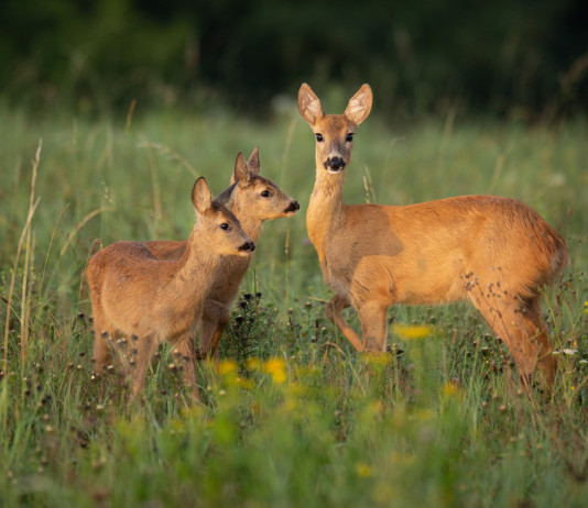Popolazioni di capriolo: il trend