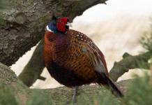 Regolamento sulla caccia in Toscana, le considerazioni della Cct Regolamento sulla caccia in Toscana, le considerazioni della Cct