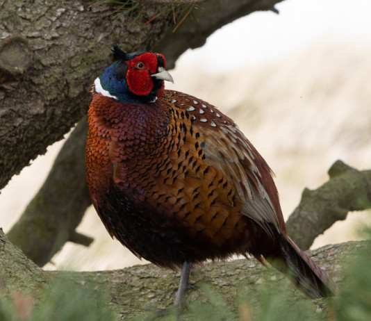 Regolamento sulla caccia in Toscana, le considerazioni della Cct Regolamento sulla caccia in Toscana, le considerazioni della Cct