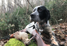 Fotografare la beccaccia: il ritratto di una passione beccaccia