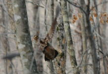 Club della Beccaccia: un nuovo inizio domenica 8 maggio Club della beccaccia