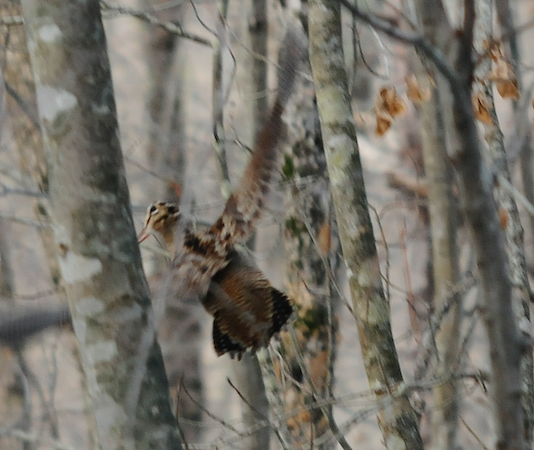 Club della Beccaccia: un nuovo inizio domenica 8 maggio Club della beccaccia