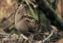 La beccaccia nelle Alpi: appuntamento il 21 maggio a Udine beccaccia nelle Alpi