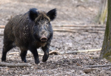 Stagione di caccia al cinghiale, la proposta del sottosegretario alla Salute Stagione di caccia al cinghiale e peste suina africana: cinghiale nel bosco