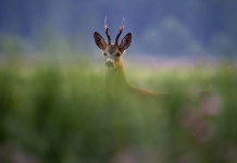 Stop alla caccia di selezione in Toscana Stop alla caccia di selezione in Toscana: capriolo