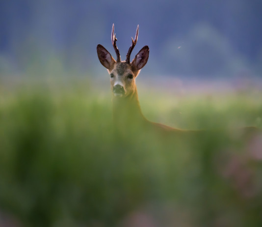 Stop alla caccia di selezione in Toscana Stop alla caccia di selezione in Toscana: capriolo