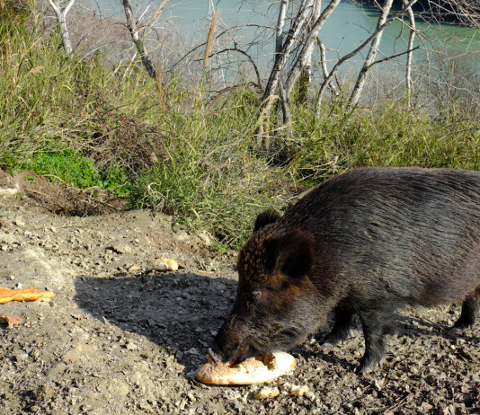Un caso di peste suina africana a Roma Un caso di peste suina a Roma: cinghiale sulle rive del tevere