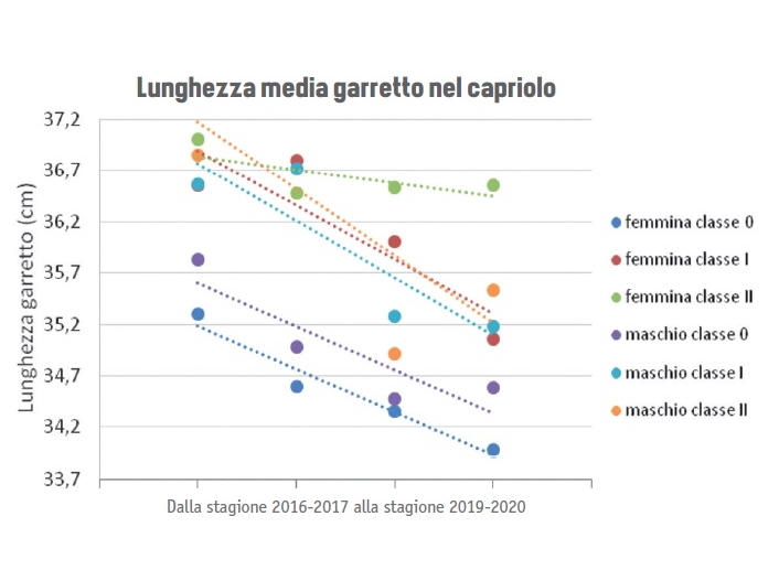 lunghezza media garretto nel capriolo, informazione utile per analizzare il trend delle popolazioni di capriolo