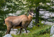 56ª assemblea Uncza, ecco il programma 56ª assemblea Uncza: camoscio sulle alpi