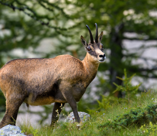 56ª assemblea Uncza, ecco il programma 56ª assemblea Uncza: camoscio sulle alpi
