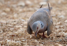 Caccia alla tortora, le indicazioni di Face Caccia alla tortora, le indicazioni di Face
