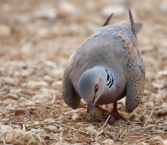 Caccia alla tortora, le indicazioni di Face Caccia alla tortora, le indicazioni di Face