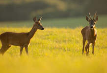 Caccia di selezione in Toscana, approvati piani per cinghiale e capriolo Caccia di selezione in Toscana: due caprioli in ambiente naturale primaverile-estivo