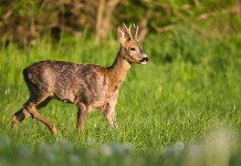 Caccia di selezione in Toscana, ecco piani e date Caccia di selezione in Toscana: capriolo in ambiente primaverile