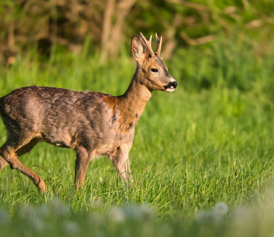 Caccia di selezione in Toscana, ecco piani e date Caccia di selezione in Toscana: capriolo in ambiente primaverile