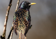 Caccia in deroga allo storno in Toscana, approvata delibera Caccia in deroga allo storno in Toscana