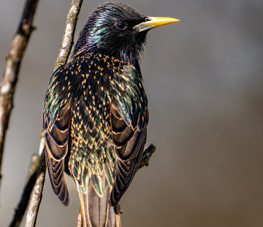 Caccia in deroga allo storno in Toscana, approvata delibera Caccia in deroga allo storno in Toscana