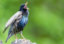 Caccia in deroga nelle Marche, ok a tre specie Caccia in deroga nelle Marche, ok a tre specie