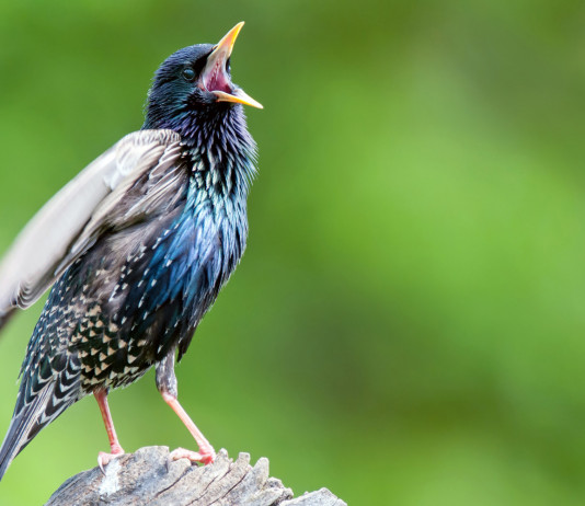 Caccia in deroga nelle Marche, ok a tre specie Caccia in deroga nelle Marche, ok a tre specie