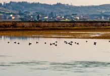 Caccia nella rete Natura 2000, le preoccupazioni della Cct Caccia nella rete Natura 2000: padule di fucecchio