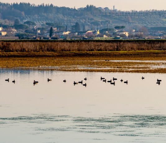 Caccia nella rete Natura 2000, le preoccupazioni della Cct Caccia nella rete Natura 2000: padule di fucecchio